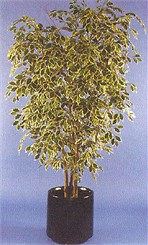 5-1/2' Hawaiian Ficus Artificial Tree