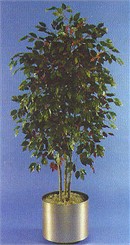 5-1/2' Red Ficus Artificial Tree